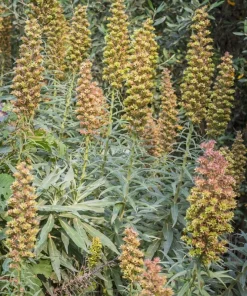 50 Rusty Foxglove Seeds - Digitalis Ferruginea Yellow Herald Hummingbird Flower - Image 11