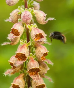50 Rusty Foxglove Seeds - Digitalis Ferruginea Yellow Herald Hummingbird Flower - Image 2