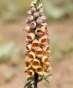 50 Rusty Foxglove Seeds - Digitalis Ferruginea Yellow Herald Hummingbird Flower - Image 3