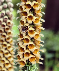 50 Rusty Foxglove Seeds - Digitalis Ferruginea Yellow Herald Hummingbird Flower - Image 4