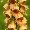50 Rusty Foxglove Seeds - Digitalis Ferruginea Yellow Herald Hummingbird Flower - Image 1