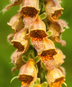 50 Rusty Foxglove Seeds - Digitalis Ferruginea Yellow Herald Hummingbird Flower - Image 1