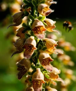 50 Rusty Foxglove Seeds - Digitalis Ferruginea Yellow Herald Hummingbird Flower - Image 5