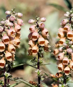 50 Rusty Foxglove Seeds - Digitalis Ferruginea Yellow Herald Hummingbird Flower - Image 6
