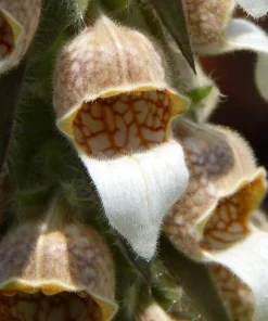 50 Rusty Foxglove Seeds - Digitalis Ferruginea Yellow Herald Hummingbird Flower - Image 7