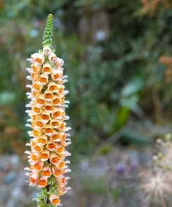50 Rusty Foxglove Seeds - Digitalis Ferruginea Yellow Herald Hummingbird Flower - Image 8