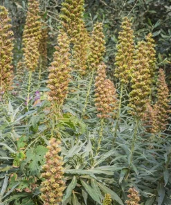 50 Rusty Foxglove Seeds - Digitalis Ferruginea Yellow Herald Hummingbird Flower - Image 9