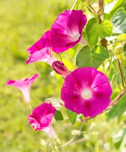 50 Scarlet O'Hara Morning Glory Red Flower Vine Seeds – Ipomoea Nil - Image 10