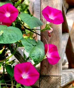 50 Scarlet O'Hara Morning Glory Red Flower Vine Seeds – Ipomoea Nil - Image 2