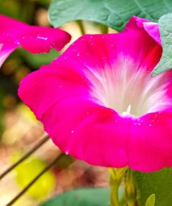 50 Scarlet O'Hara Morning Glory Red Flower Vine Seeds – Ipomoea Nil - Image 3