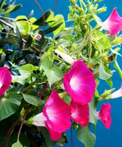 50 Scarlet O'Hara Morning Glory Red Flower Vine Seeds – Ipomoea Nil - Image 4
