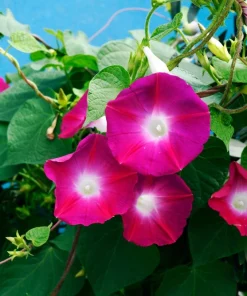 50 Scarlet O'Hara Morning Glory Red Flower Vine Seeds – Ipomoea Nil - Image 5