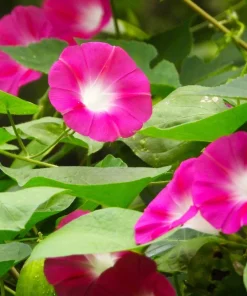 50 Scarlet O'Hara Morning Glory Red Flower Vine Seeds – Ipomoea Nil - Image 6