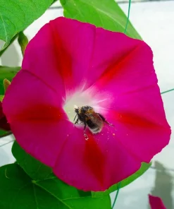 50 Scarlet O'Hara Morning Glory Red Flower Vine Seeds – Ipomoea Nil - Image 7