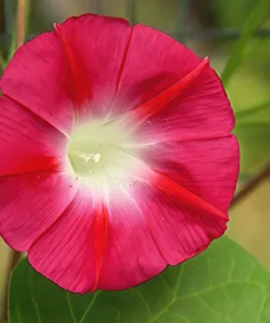 50 Scarlet O'Hara Morning Glory Red Flower Vine Seeds – Ipomoea Nil - Image 8