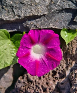50 Scarlet O'Hara Morning Glory Red Flower Vine Seeds – Ipomoea Nil - Image 9