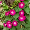 50 Scarlet O'Hara Morning Glory Red Flower Vine Seeds – Ipomoea Nil - Image 1
