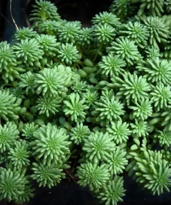 50 Sea Star Sedum Pulchellum Flower Seeds - Drought Tolerant Stonecrop - Image 2