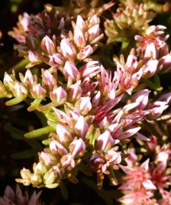 50 Sea Star Sedum Pulchellum Flower Seeds - Drought Tolerant Stonecrop - Image 3
