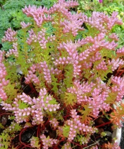 50 Sea Star Sedum Pulchellum Flower Seeds - Drought Tolerant Stonecrop - Image 4