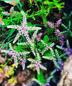 50 Sea Star Sedum Pulchellum Flower Seeds - Drought Tolerant Stonecrop - Image 5