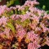 50 Sea Star Sedum Pulchellum Flower Seeds - Drought Tolerant Stonecrop - Image 1