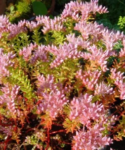 50 Sea Star Sedum Pulchellum Flower Seeds - Drought Tolerant Stonecrop - Image 1
