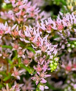 50 Sea Star Sedum Pulchellum Flower Seeds - Drought Tolerant Stonecrop - Image 6