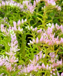 50 Sea Star Sedum Pulchellum Flower Seeds - Drought Tolerant Stonecrop - Image 7