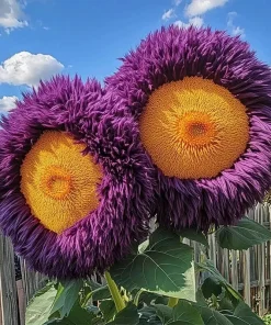 50 Seeds - Rare Yellow & Purple Giant Teddy Bear Sunflower Seeds - Outdoor Annual - Image 2