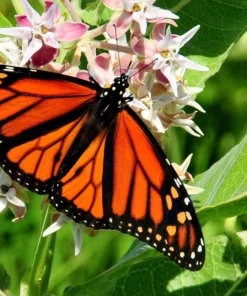 50 Showy Milkweed Asclepias Speciosa Flower Seeds - Pollinator Friendly - Image 2