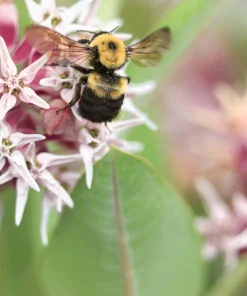 50 Showy Milkweed Asclepias Speciosa Flower Seeds - Pollinator Friendly - Image 3
