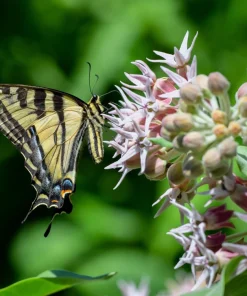 50 Showy Milkweed Asclepias Speciosa Flower Seeds - Pollinator Friendly - Image 4