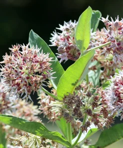 50 Showy Milkweed Asclepias Speciosa Flower Seeds - Pollinator Friendly - Image 5