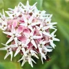 50 Showy Milkweed Asclepias Speciosa Flower Seeds - Pollinator Friendly - Image 1