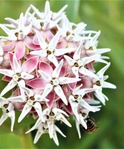 50 Showy Milkweed Asclepias Speciosa Flower Seeds - Pollinator Friendly - Image 1