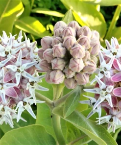 50 Showy Milkweed Asclepias Speciosa Flower Seeds - Pollinator Friendly - Image 6