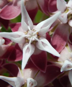 50 Showy Milkweed Asclepias Speciosa Flower Seeds - Pollinator Friendly - Image 7