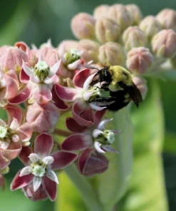 50 Showy Milkweed Asclepias Speciosa Flower Seeds - Pollinator Friendly - Image 8