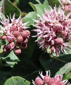 50 Showy Milkweed Asclepias Speciosa Flower Seeds - Pollinator Friendly - Image 9