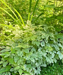 50 Snow On The Mountain Bare Roots Perennial Plants - White Flowers Outdoor - Image 2