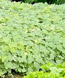 50 Snow On The Mountain Bare Roots Perennial Plants - White Flowers Outdoor - Image 1