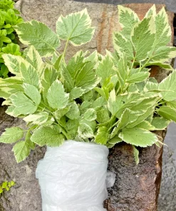 50 Snow On The Mountain Bare Roots Perennial Plants - White Flowers Outdoor - Image 7