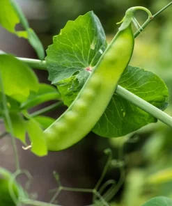 50 Snow Pea Seeds – Pisum Sativum Vegetable Seeds – Easy to Grow Outdoor - Image 2