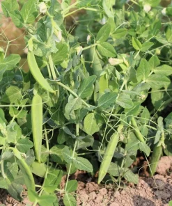 50 Snow Pea Seeds – Pisum Sativum Vegetable Seeds – Easy to Grow Outdoor - Image 3