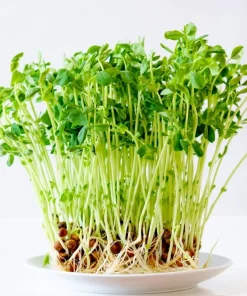 50 Snow Pea Seeds – Pisum Sativum Vegetable Seeds – Easy to Grow Outdoor - Image 4