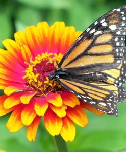 50 Sombrero Zinnia Seeds - Bicolor Orange Red Yellow Flowers for Full Sun - Image 2