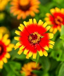 50 Sombrero Zinnia Seeds - Bicolor Orange Red Yellow Flowers for Full Sun - Image 3