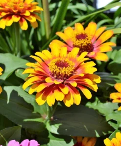 50 Sombrero Zinnia Seeds - Bicolor Orange Red Yellow Flowers for Full Sun - Image 4