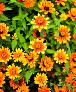 50 Sombrero Zinnia Seeds - Bicolor Orange Red Yellow Flowers for Full Sun - Image 5